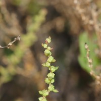 Suaeda maritima (L.) Dumort.